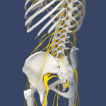 Lumbar Sympathetic Block